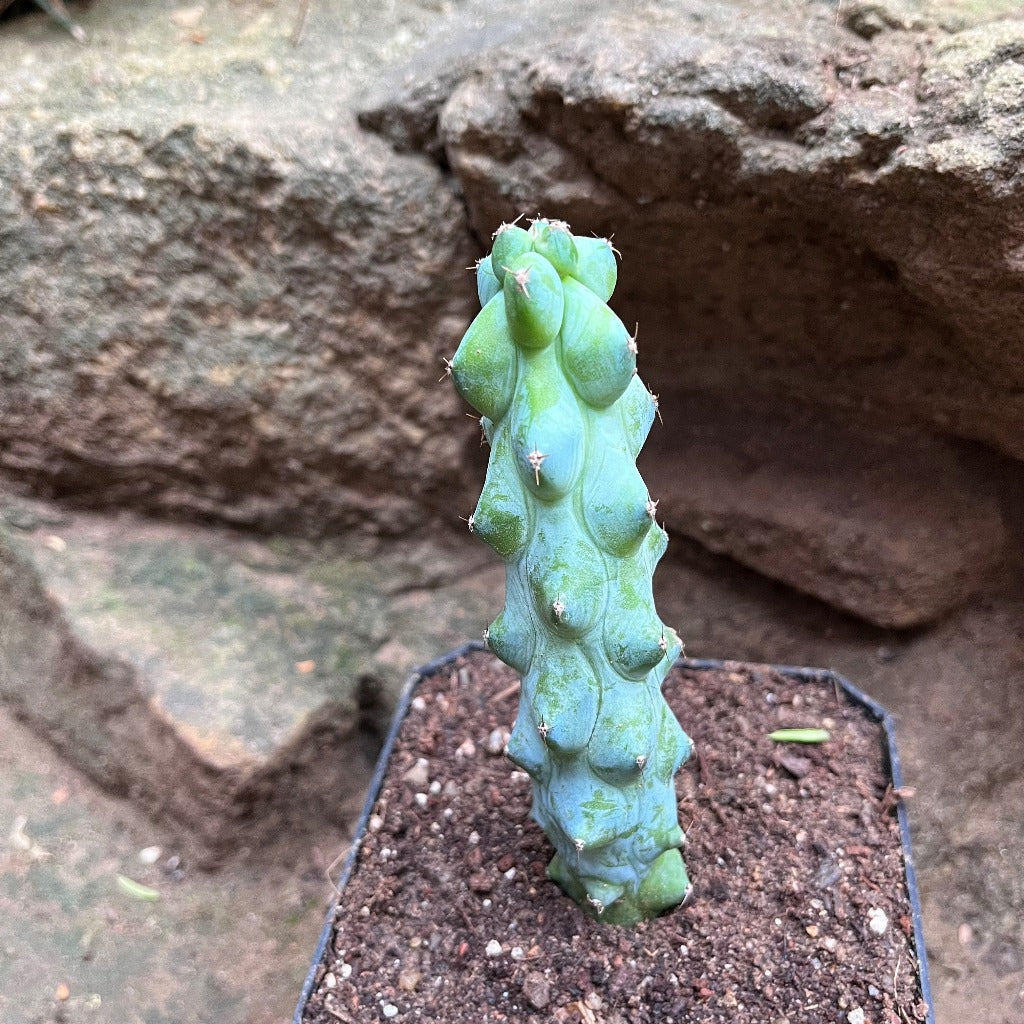  Myrtillocactus Geometrizans Cv. Fukurokuryuzinboku Cactus Plant