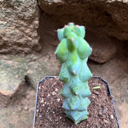  Myrtillocactus Geometrizans Cv. Fukurokuryuzinboku Cactus Plant