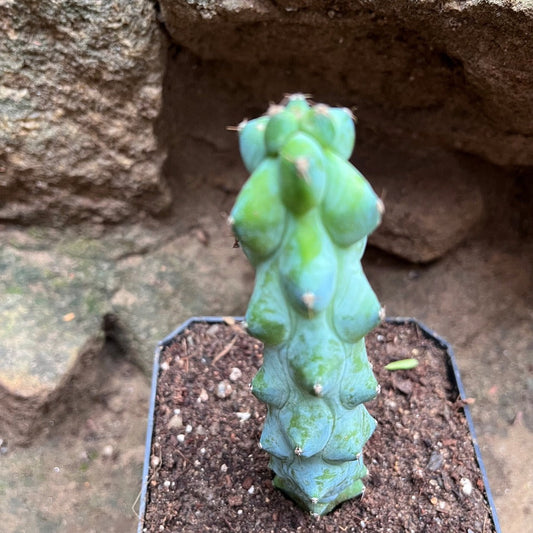  Myrtillocactus Geometrizans Cv. Fukurokuryuzinboku Cactus Plant
