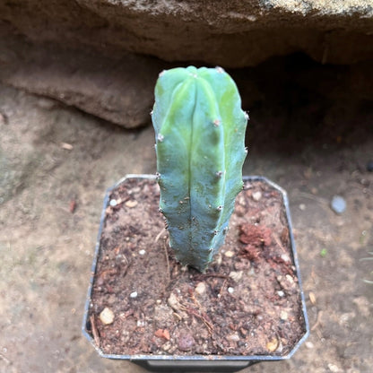  Myrtillocactus Geometrizans Cactus Plant