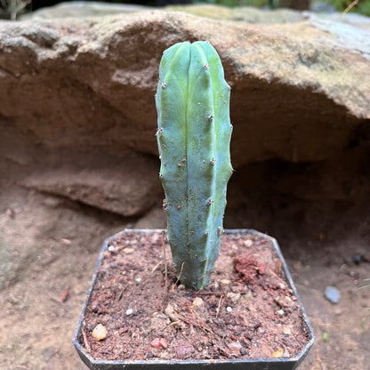  Myrtillocactus Geometrizans Cactus Plant