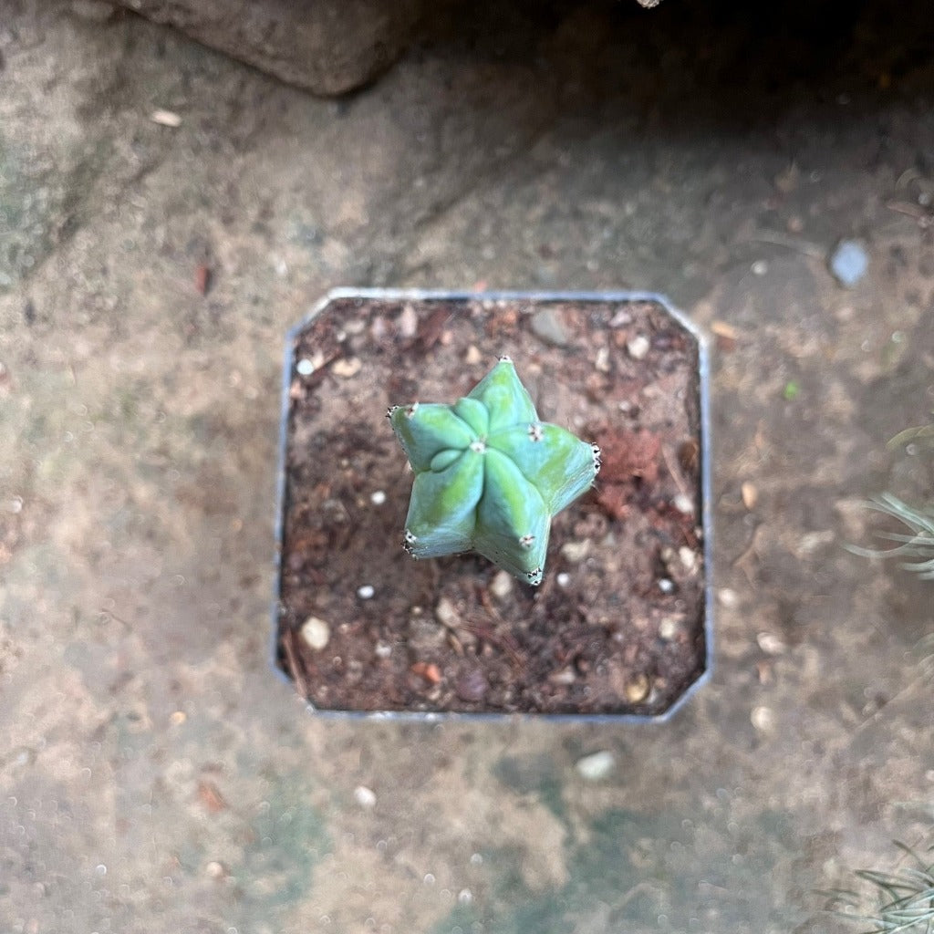  Myrtillocactus Geometrizans Cactus Plant