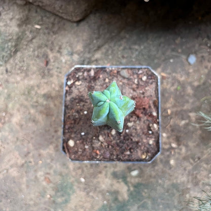  Myrtillocactus Geometrizans Cactus Plant