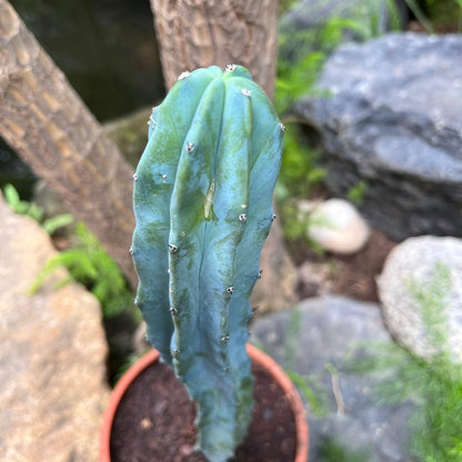  Myrtillocactus Geometrizans Cactus Plant
