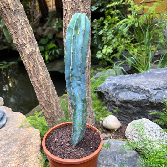  Myrtillocactus Geometrizans Cactus Plant