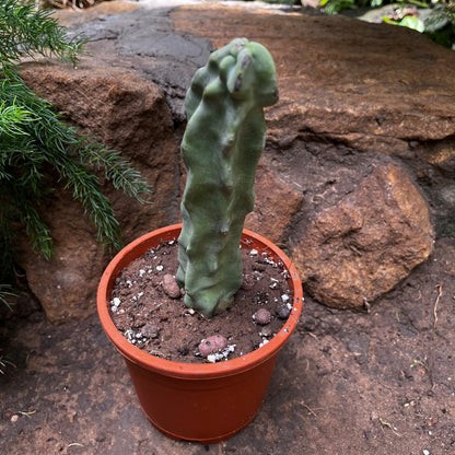  Myrtillocactus Geometrizans Cactus Plant