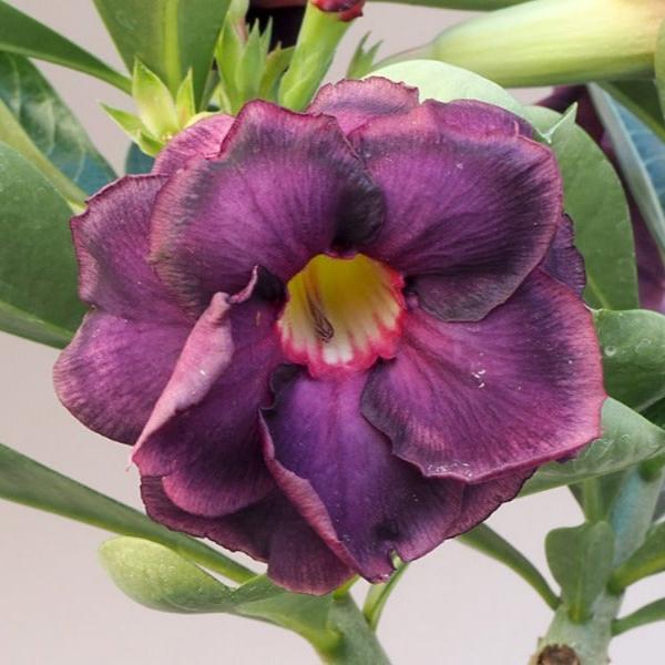  Mystic Bloom Adenium Plant