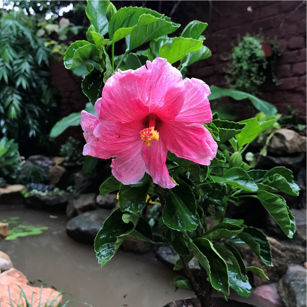  Hibiscus Mystic Pink Plant
