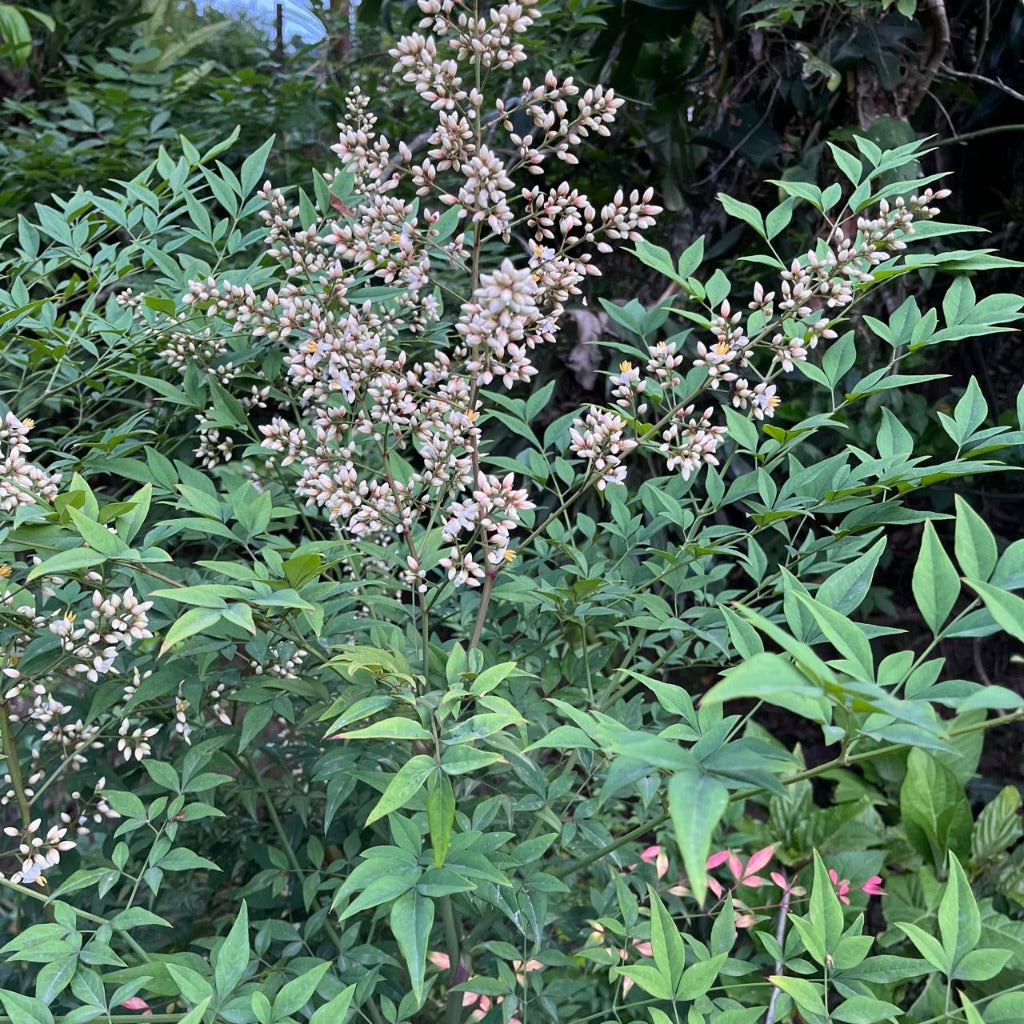  Nandina Domestica Bamboo Plant
