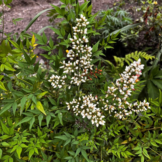  Nandina Domestica Bamboo Plant