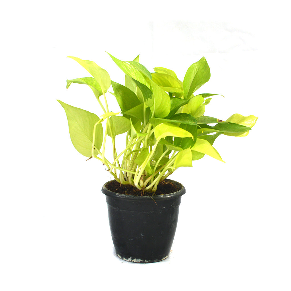  Pothos Neon Money Plant