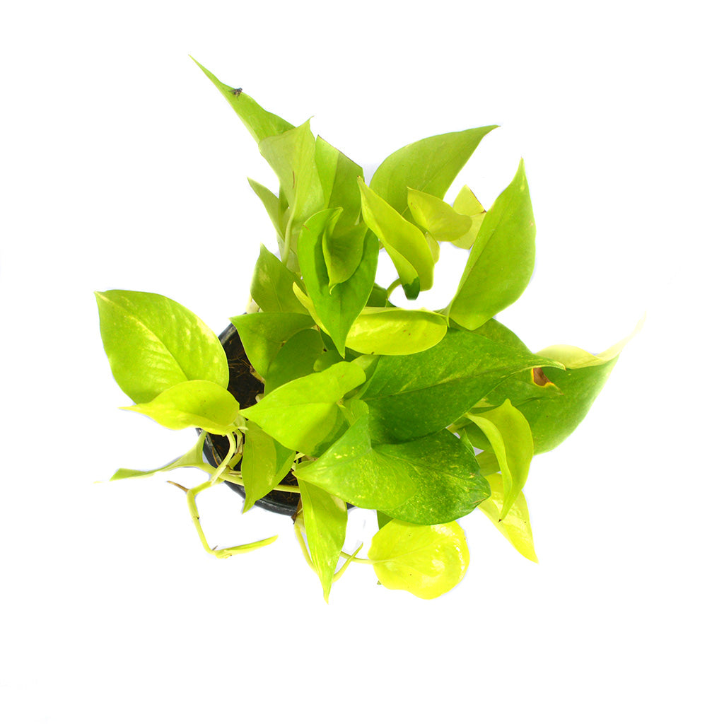  Pothos Neon Money Plant