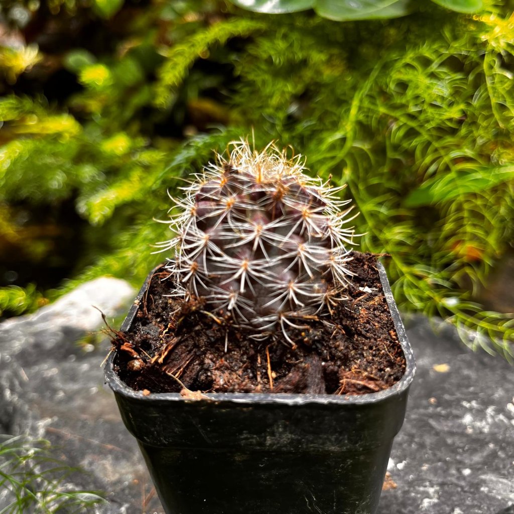  Neoporteria Cactus Plant