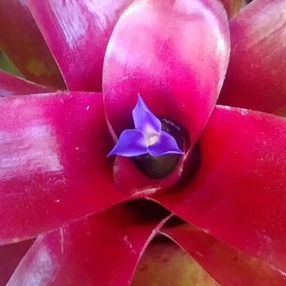  Neoregelia Fireball Plant