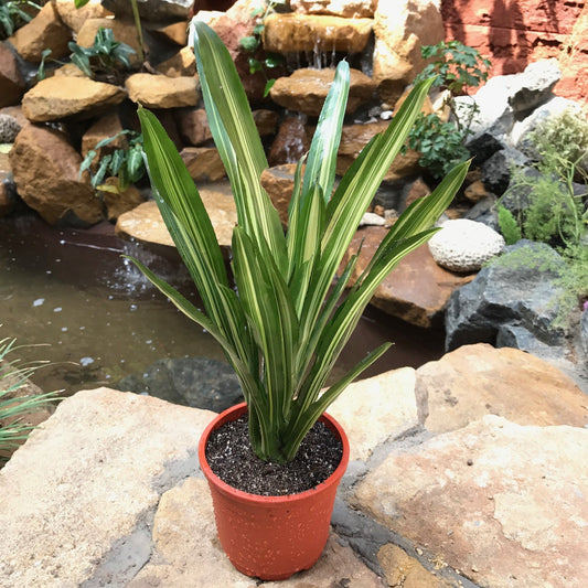  Neoregelia Carolinae Tricolor Plant