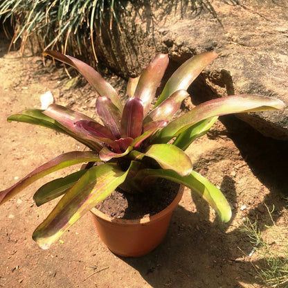  Neoregelia Fireball Variegata Plant