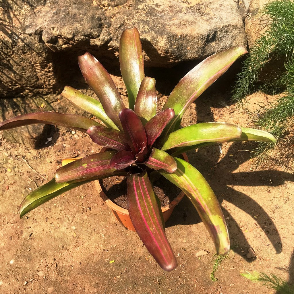  Neoregelia Fireball Variegata Plant