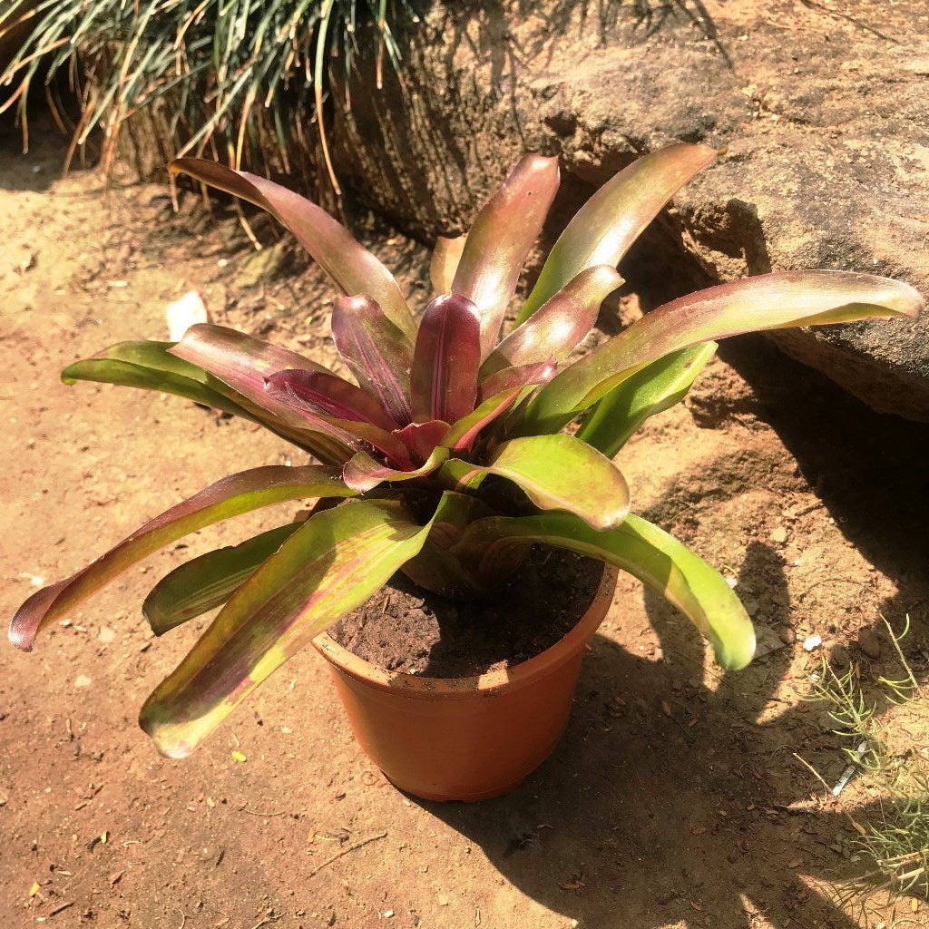  Neoregelia Fireball Variegata Plant