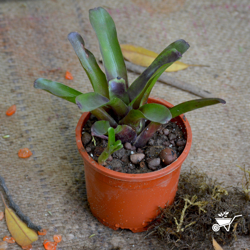  Neoregelia Fireball Plant