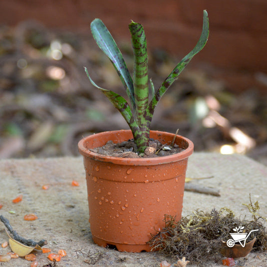  Neoregelia Lilliputiana Vase Plant