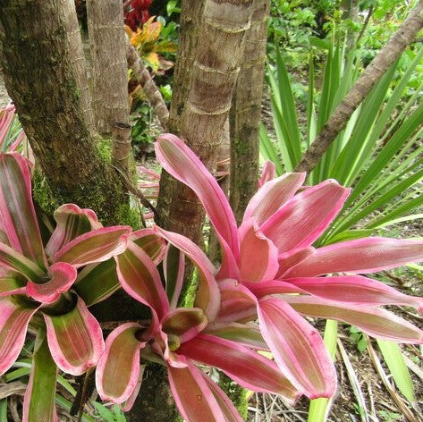  Neoregelia Rosy Fireball Plant