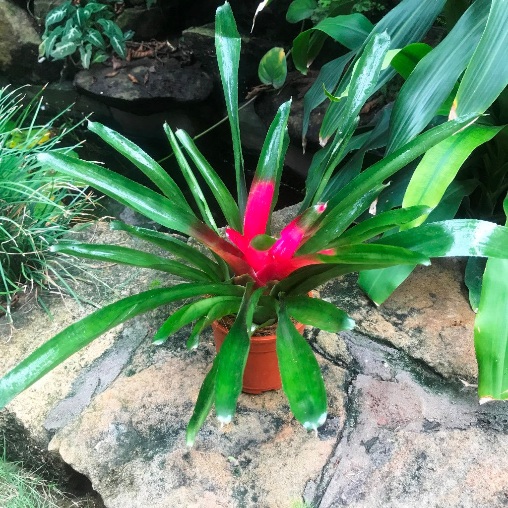  Neoregelia Carolinae Bicolor Plant