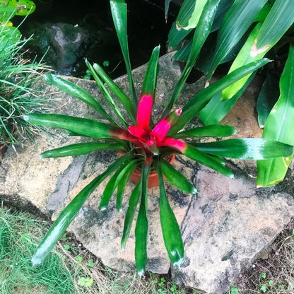 Neoregelia Carolinae Bicolor Plant
