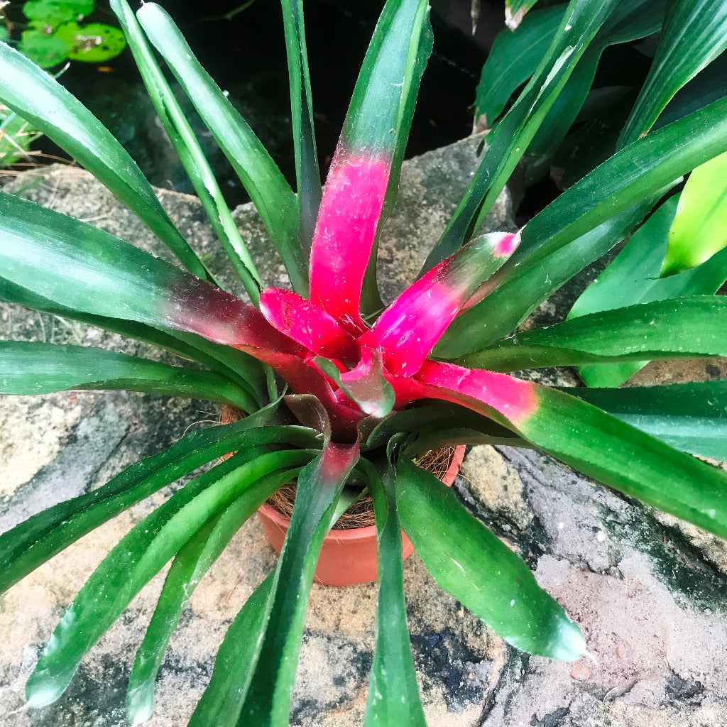  Neoregelia Carolinae Bicolor Plant
