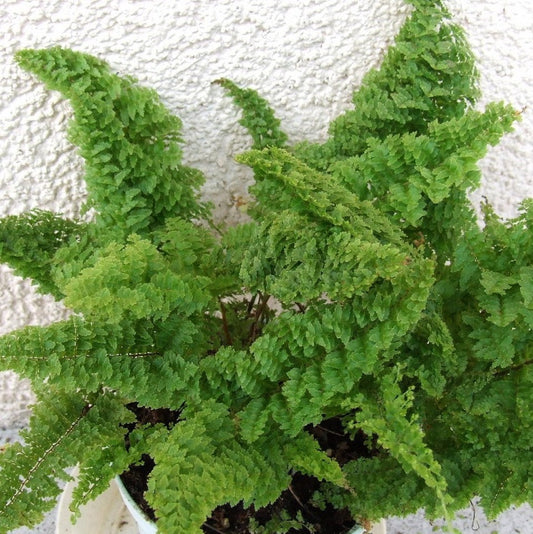  Nephrolepis Exaltata Norwoodii Fern Plant