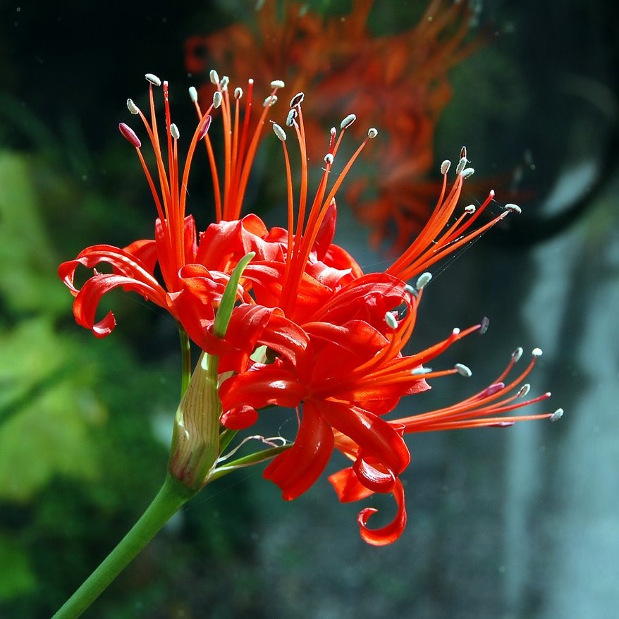  Nerine Sarniensis (Bulbs)