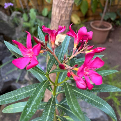  Nerium Oleander 'Claudia' Plant