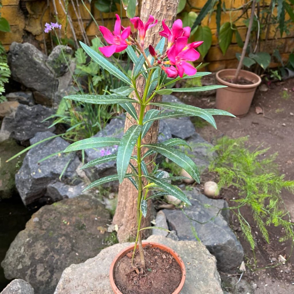  Nerium Oleander 'Claudia' Plant