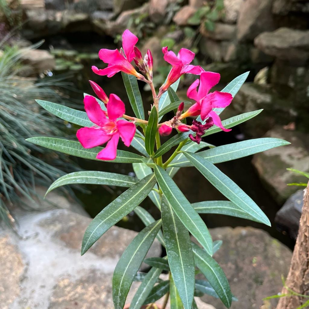  Nerium Oleander 'Claudia' Plant