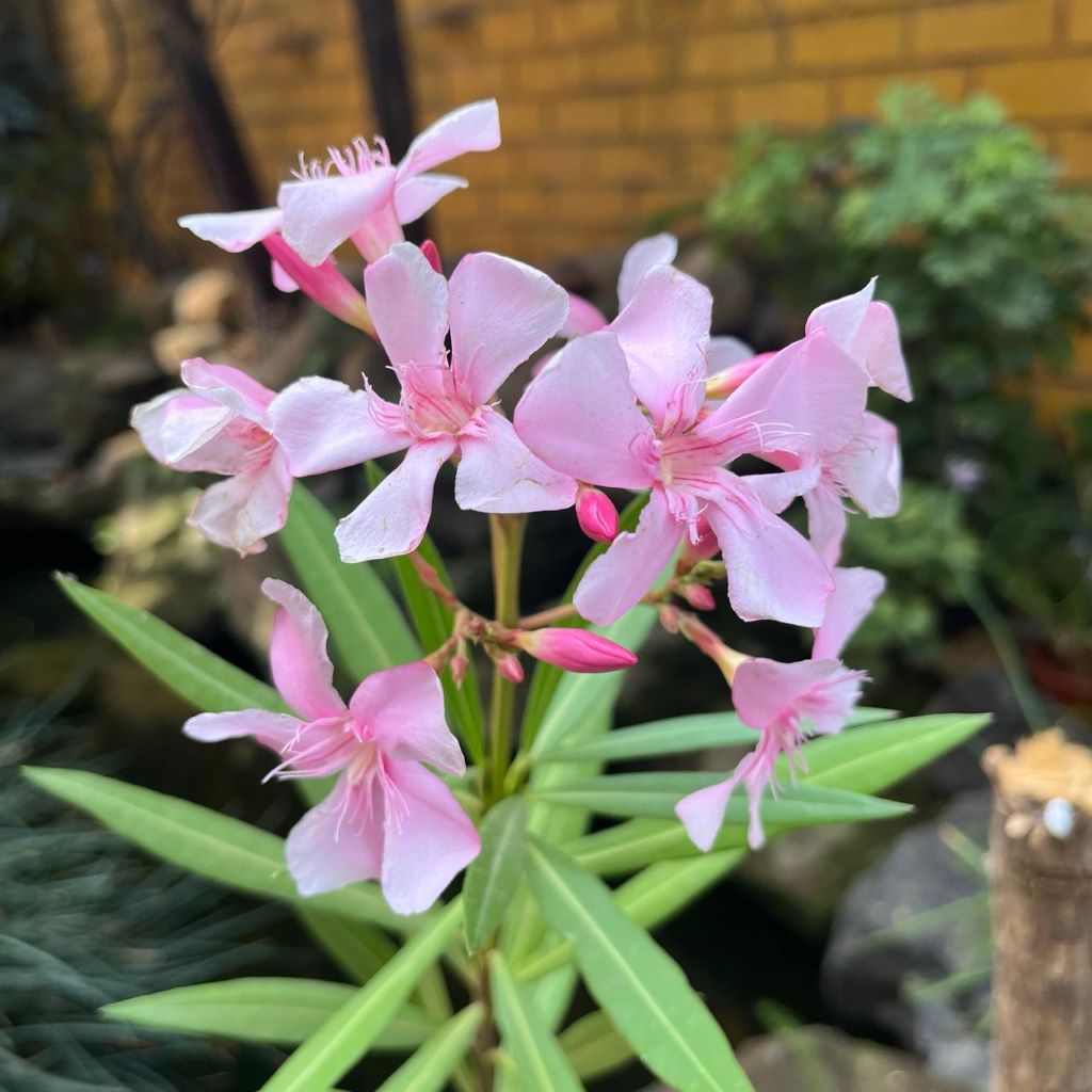  Nerium Oleander 'Apple Blossom' Plant