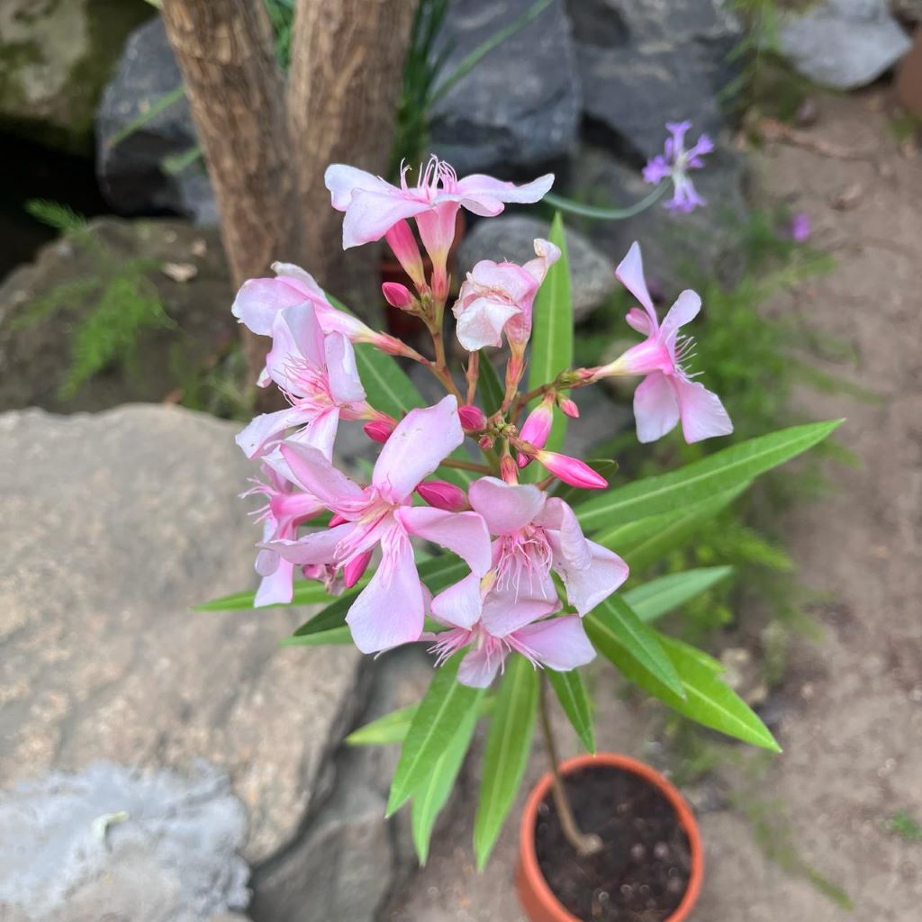  Nerium Oleander 'Apple Blossom' Plant