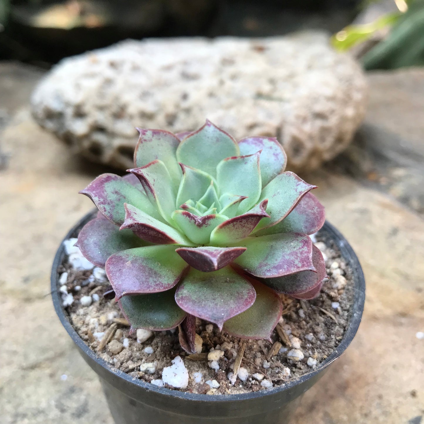  Echeveria Korean Hybrid Succulent Plant