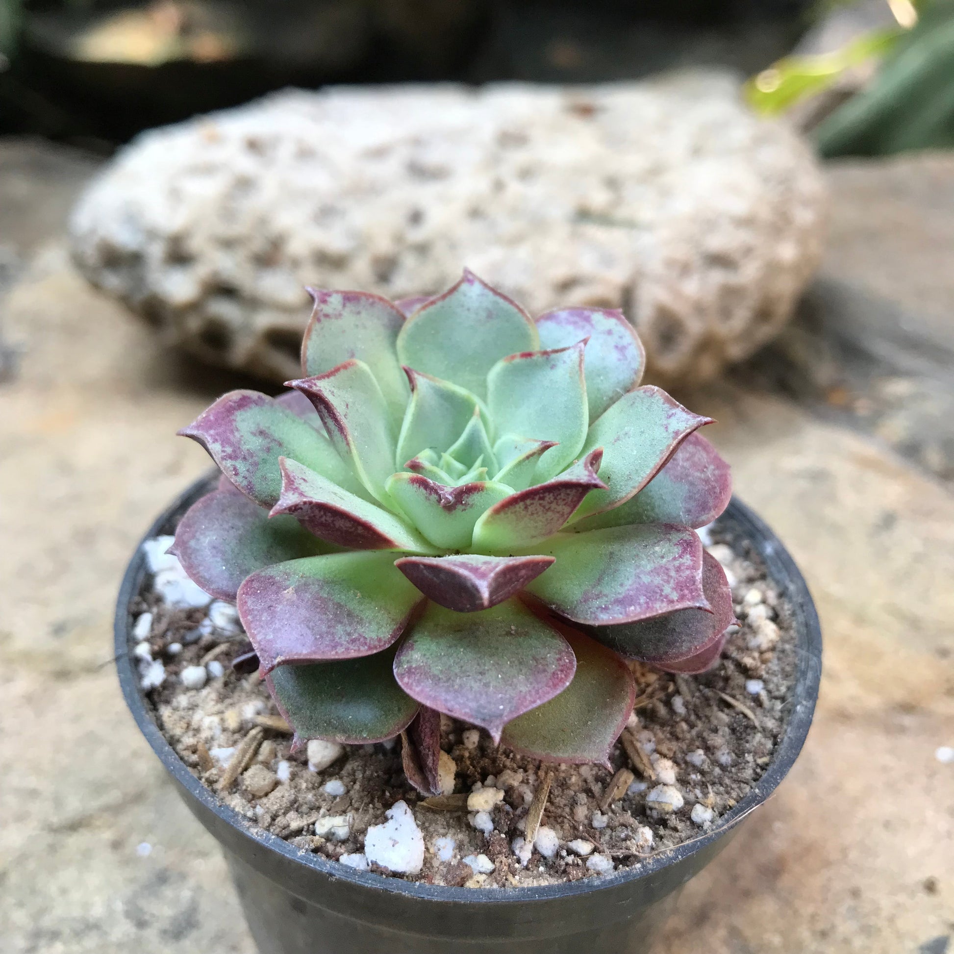  Echeveria Korean Hybrid Succulent Plant