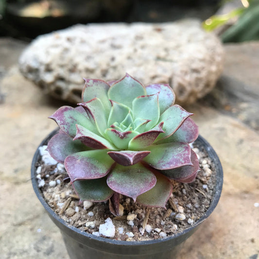  Echeveria Korean Hybrid Succulent Plant