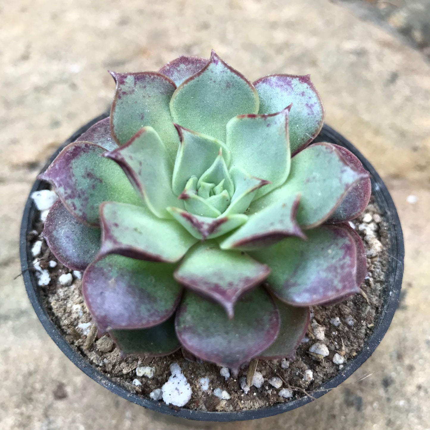  Echeveria Korean Hybrid Succulent Plant