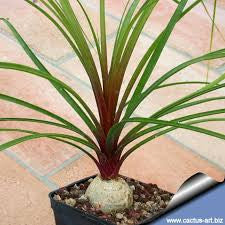  Nolina Recurvata – Elephant’s Foot Plant For Indoors