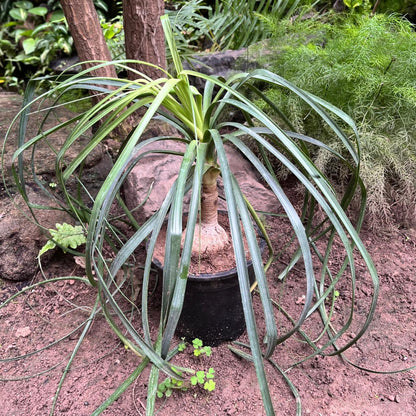  Nolina Recurvata – Elephant’s Foot Plant For Indoors