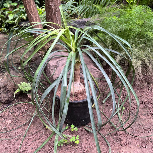  Nolina Recurvata – Elephant’s Foot Plant For Indoors