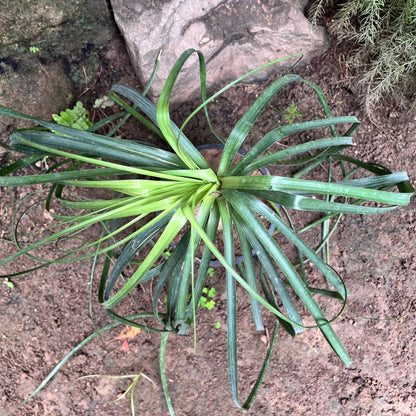  Nolina Recurvata – Elephant’s Foot Plant For Indoors