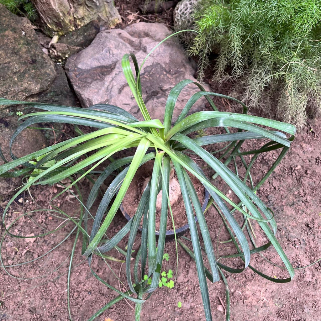  Nolina Recurvata – Elephant’s Foot Plant For Indoors