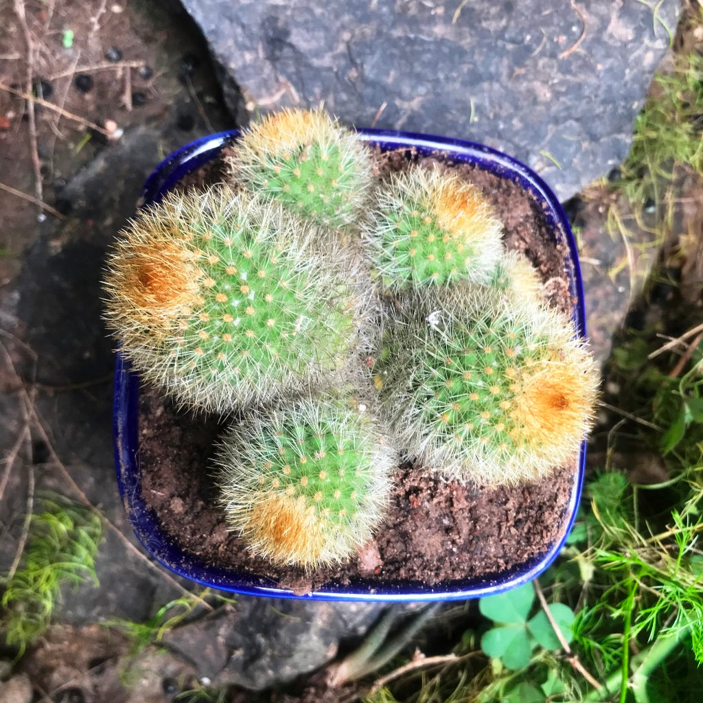  Parodia Leninghausii Clump Cactus Plant