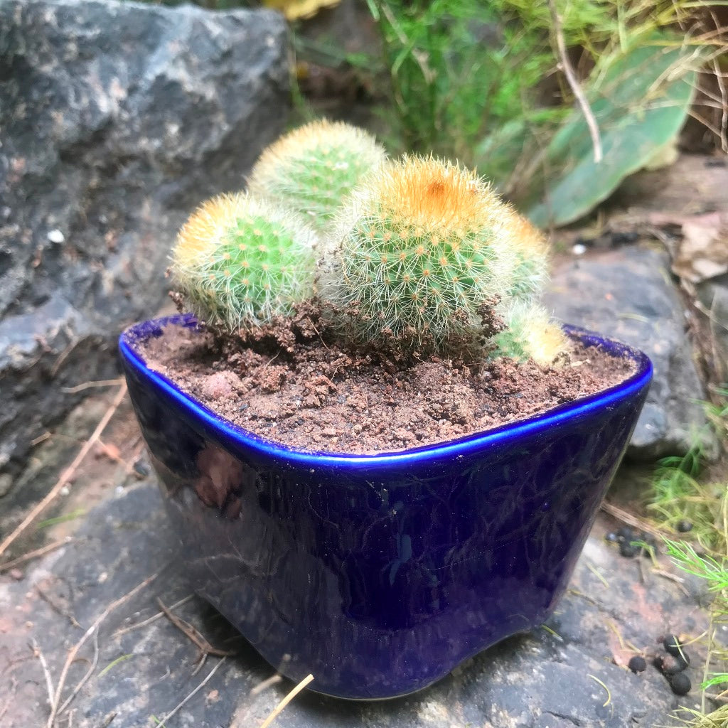  Parodia Leninghausii Clump Cactus Plant