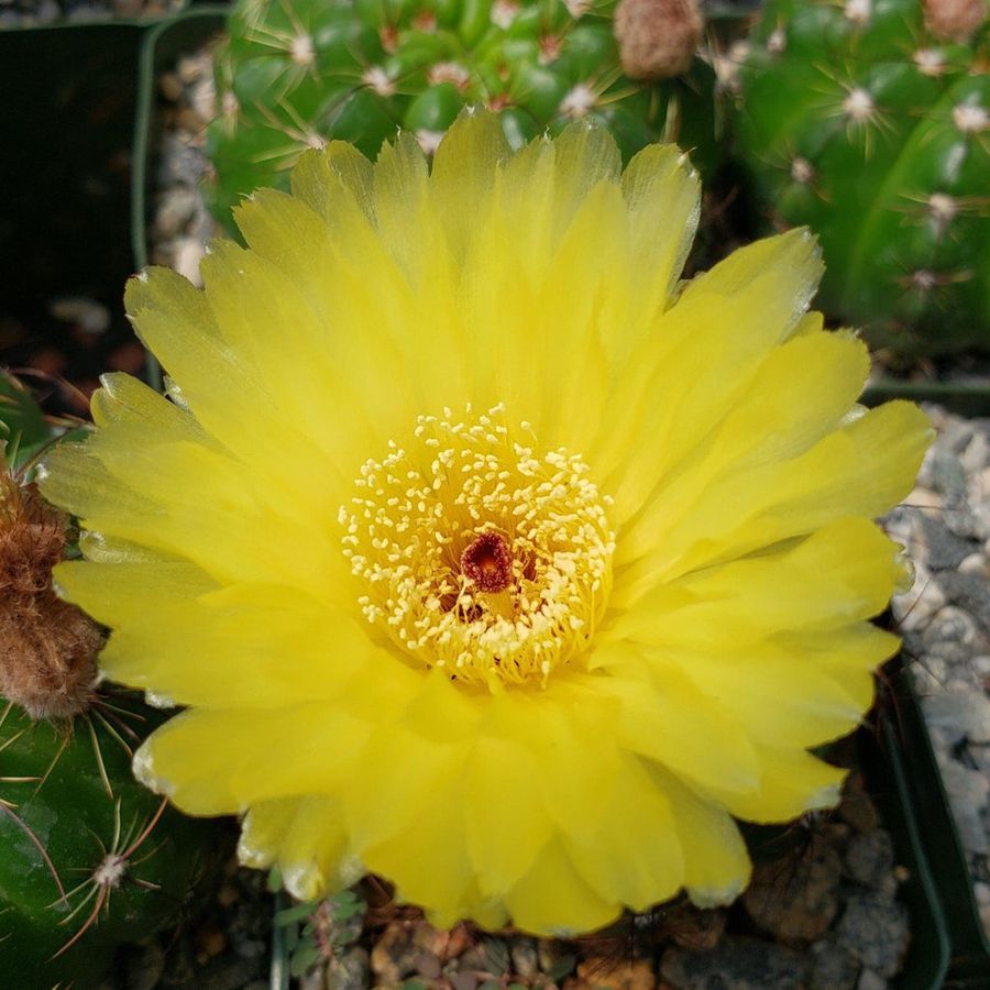  Notocactus Ottonis Ball Cactus Plant