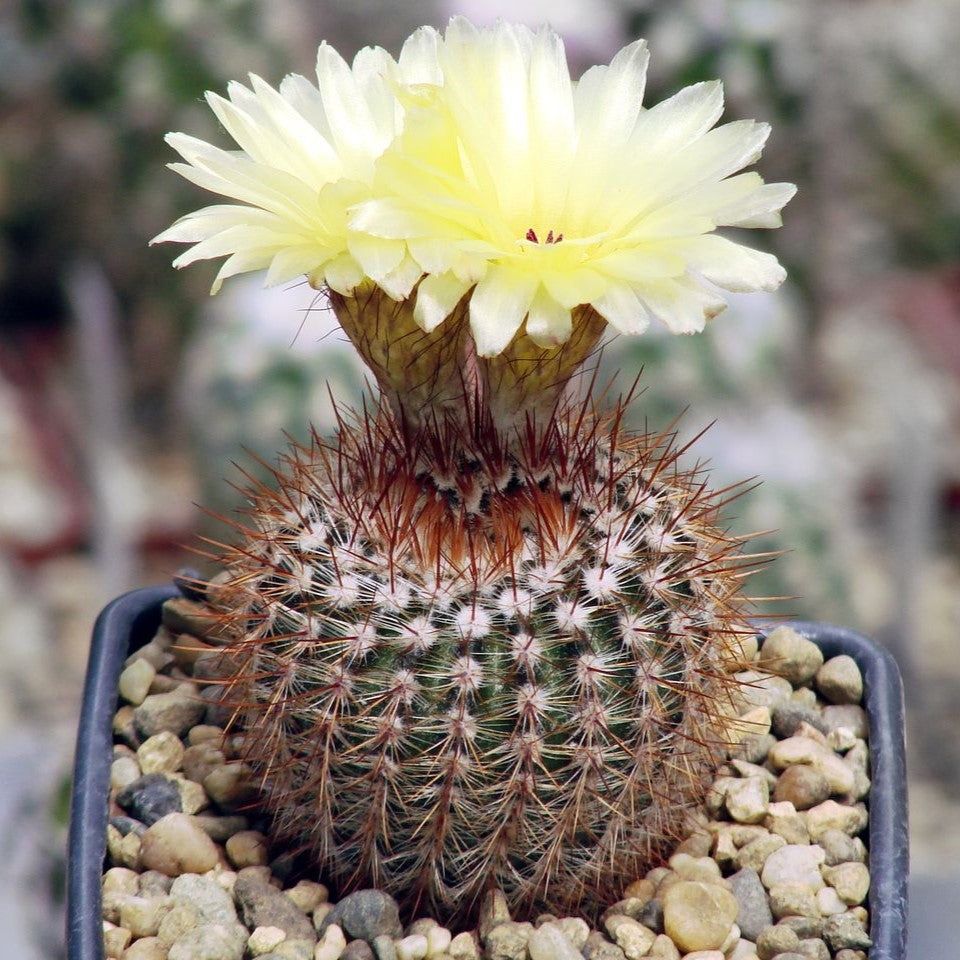  Notocactus Schlosseri Cactus Plant
