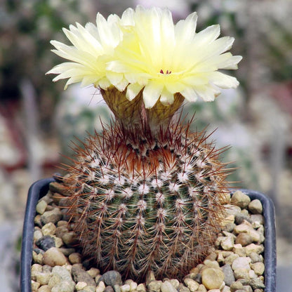  Notocactus Schlosseri Cactus Plant