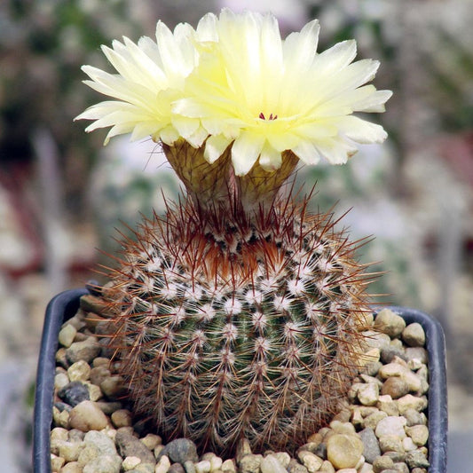  Notocactus Schlosseri Cactus Plant